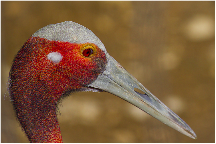 Oiseau Zozio