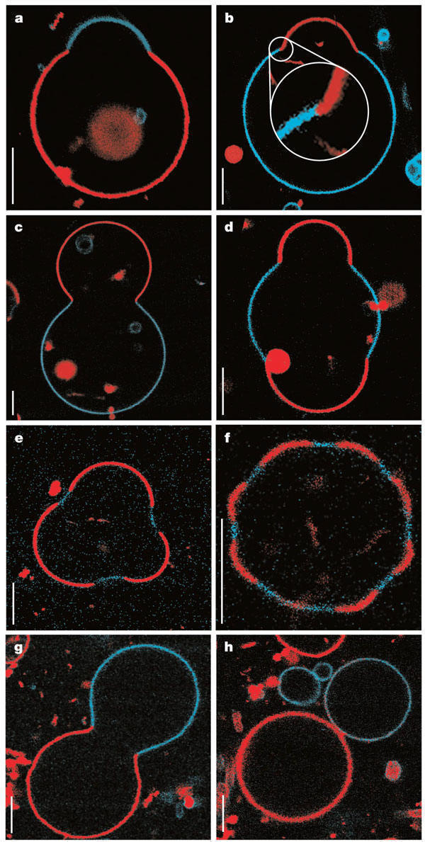 Dynamics of Membrane Lipids GUVFig1Nat