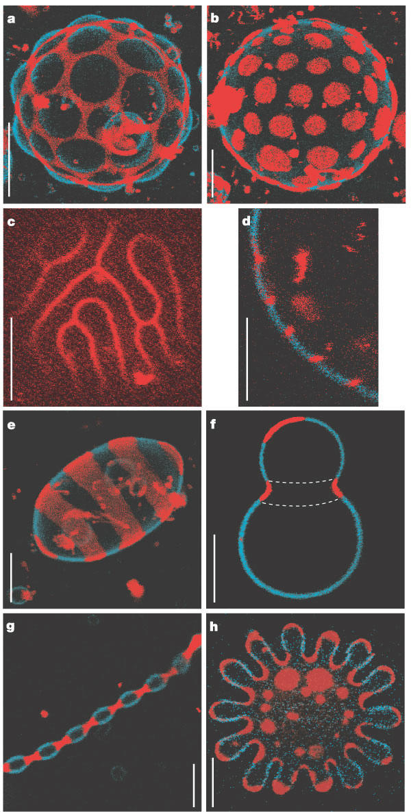 Dynamics of Membrane Lipids GUVFig2Nat