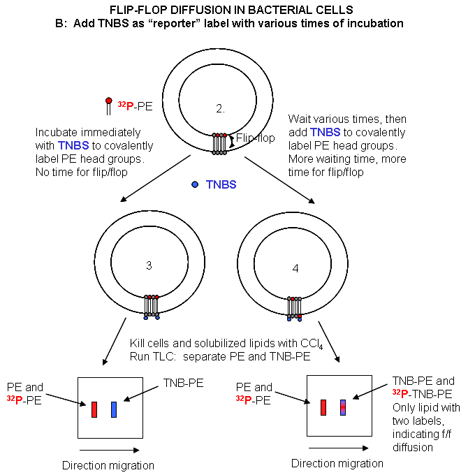 Dynamics of Membrane Lipids FlipflopbactB