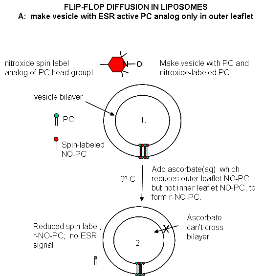 Dynamics of Membrane Lipids FlipfloplipoA