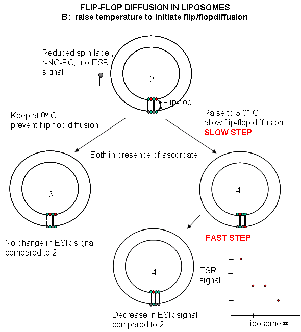 Dynamics of Membrane Lipids FlipfloplipoB