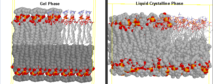Dynamics of Membrane Lipids Gelliqcryphase