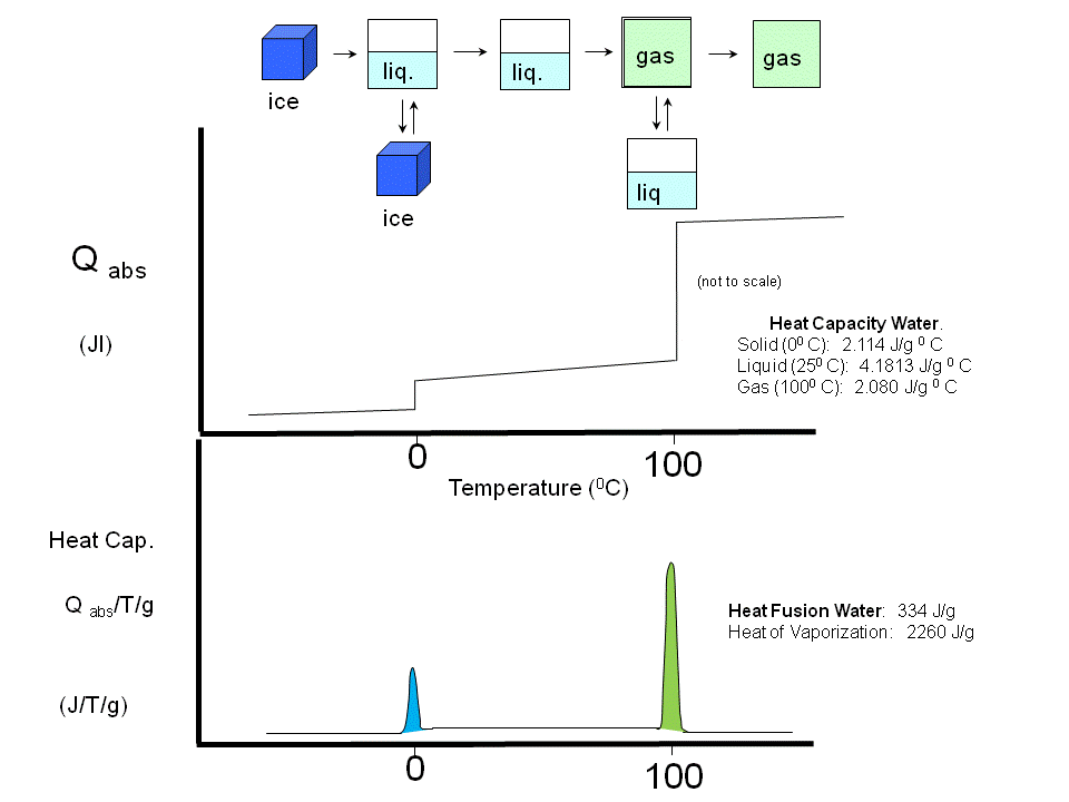 Dynamics of Membrane Lipids HeatcapH2O