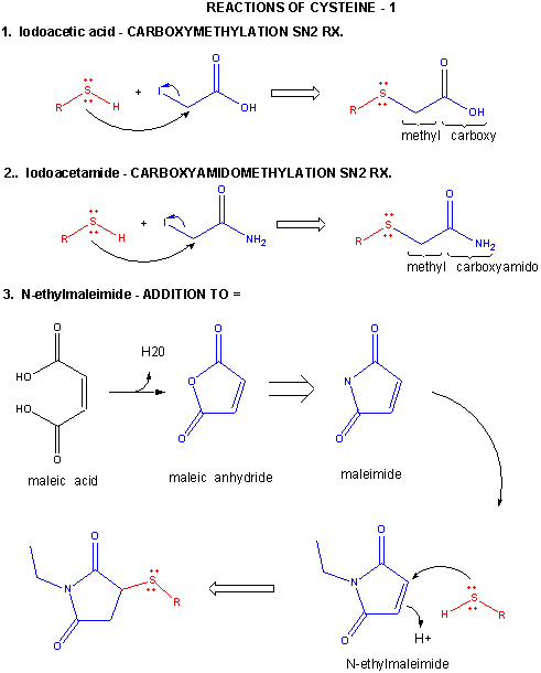 THE STRUCTURE AND PROPERTY OF AMINO ACIDS Cysrx1