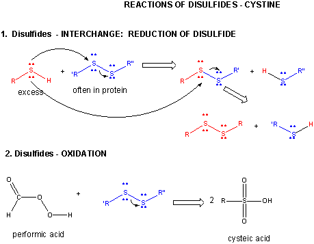 THE STRUCTURE AND PROPERTY OF AMINO ACIDS Disulfide