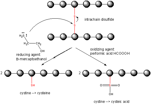 THE STRUCTURE AND PROPERTY OF AMINO ACIDS Disulfidebreak