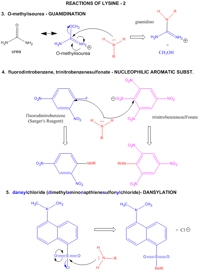 THE STRUCTURE AND PROPERTY OF AMINO ACIDS Lysrx2