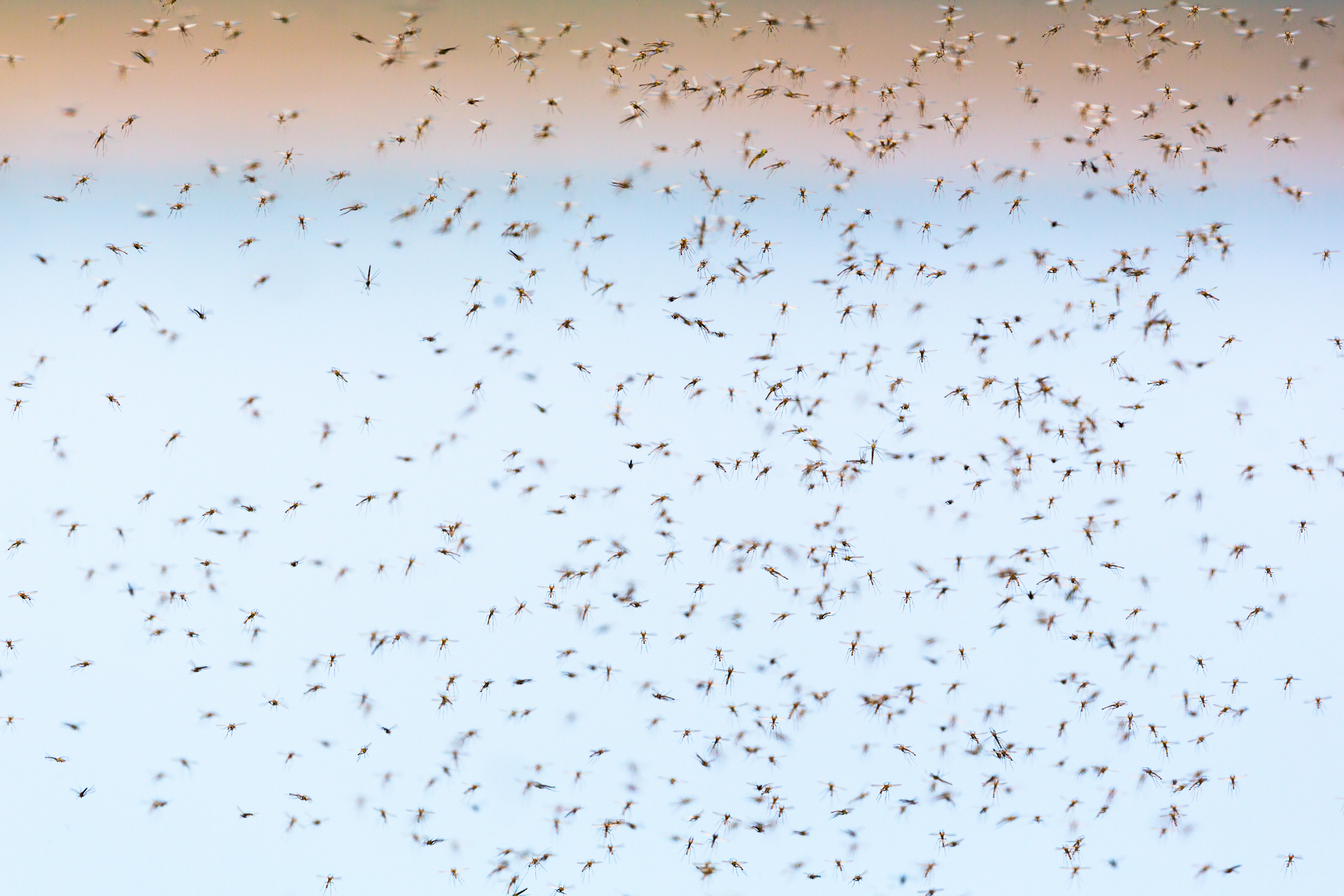 Humor, pero no pipero - Página 2 Mosquitos