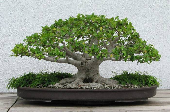 Những cây Bonsai đẹp... 0f2f62d4-7f85-4c14-ab3e-400f4aca423a