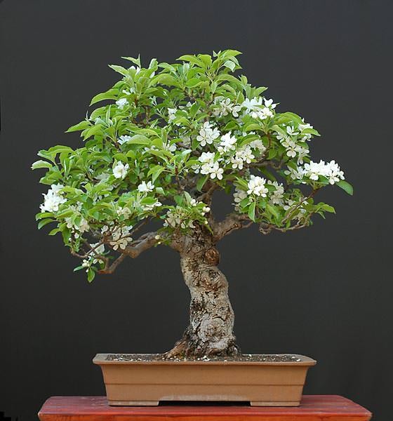 Những cây Bonsai đẹp... 3c6bed1e-d1d5-4a5b-92c0-4621a684b649