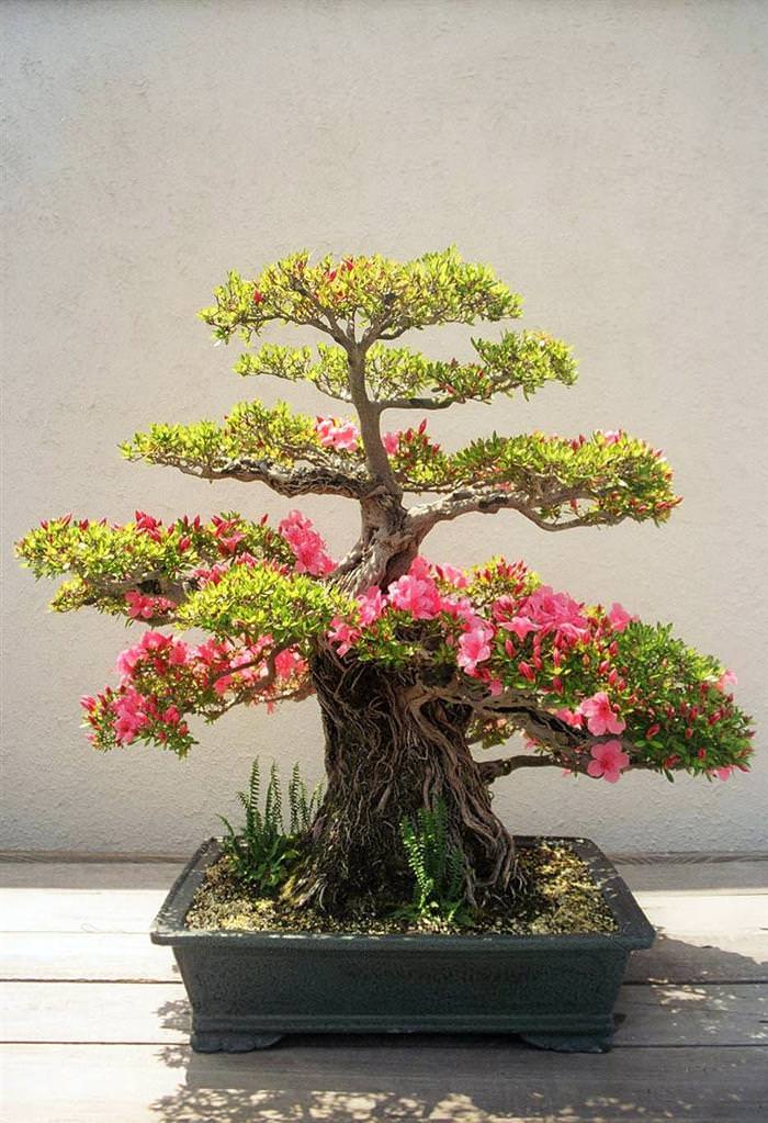 Những cây Bonsai đẹp... 53ee2e3b-e459-415d-ae05-b2ee5d150264