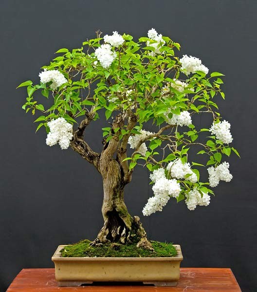 Những cây Bonsai đẹp... 5d333faa-620b-404c-87b1-c2bb1c895958