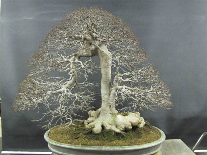 Những cây Bonsai đẹp... 8d818047-1161-4fdd-9c04-3d9e482bb126