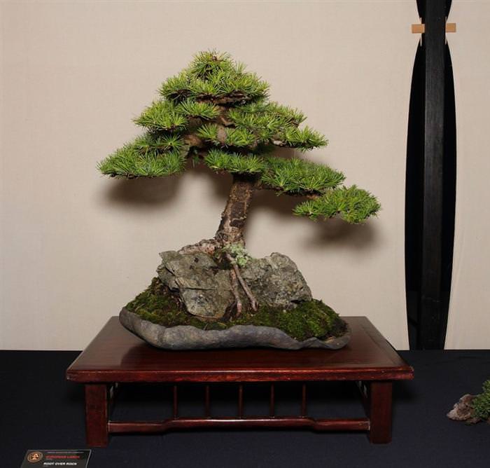 Những cây Bonsai đẹp... Ab803e9f-dc39-425d-b643-4c1ab846dd5a