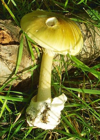 SƯU TẬP NẤM 350px-430px-Amanita_phalloides