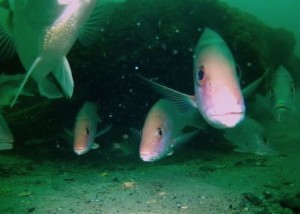 An ancient underwater forest in the Gulf of Mexico Underwater-forest-ben-raines-1-300x214