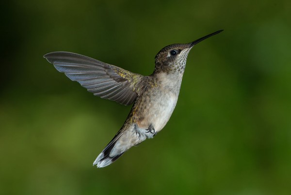 Hummingbirds’ extraordinary migratory marathons Juvenile_Male_Ruby-throated_Hummingbird-e1457926089758