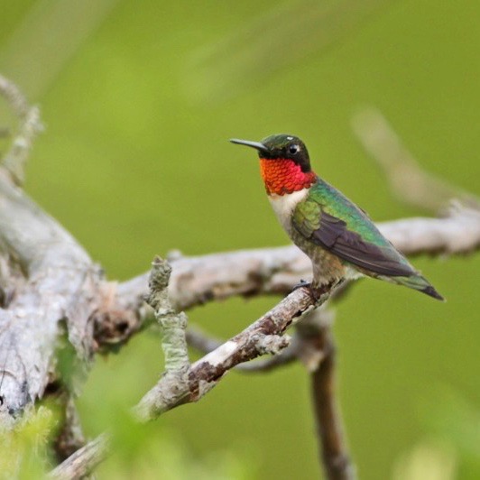 Hummingbirds’ extraordinary migratory marathons MaleRuby-throated_Hummingbird_BlackwaterNWR-sq