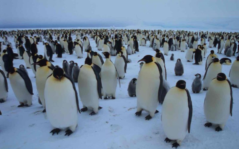 Happy World Penguin Day Emperor-penguins-Fritz-Polking-WWF-e1493123240929