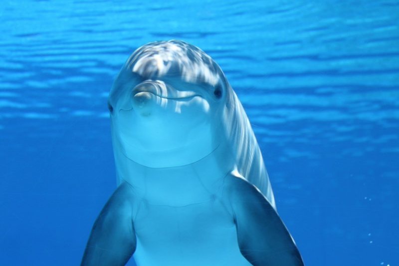 Whales and dolphins live ‘human-like’ lives Dolphin-e1508278778603