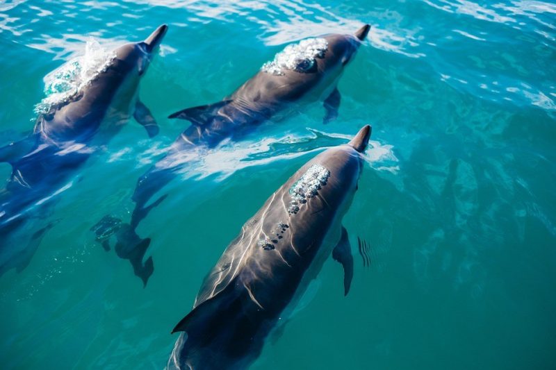 Whales and dolphins live ‘human-like’ lives Dolphins-e1508278960313