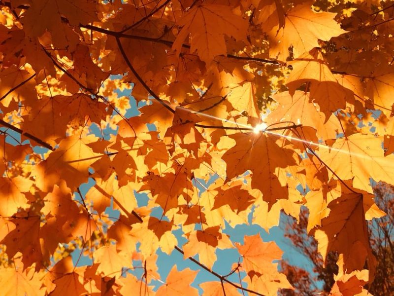 Earth Day 2019 Autumn-fall-colors-sunburst-Rasmi-Syamalan-e1541419118755