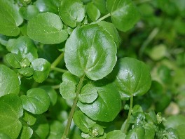 اكتشاف فوائد الجرجير مضاده للسرطان Watercress-02