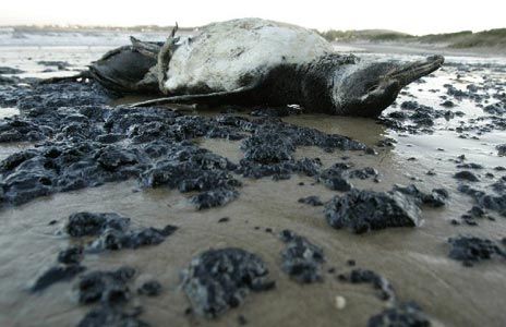 Hundreds of dead animals litter Chilean beach Ed55eff9a8dc1951cb0383970e18549e