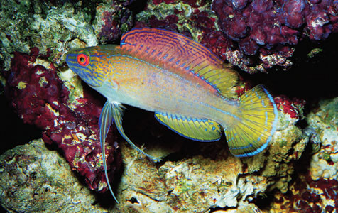 Fish of the Week Cirrhilabrus_pylei_2