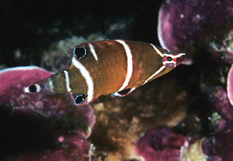 Fish of the Week Wetmorella_albofasciata