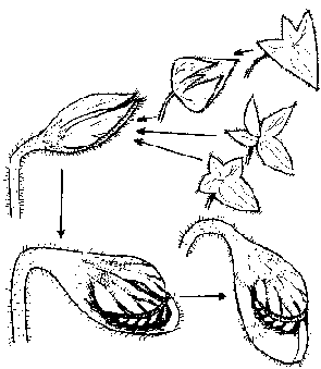 [Cephalotus] Une drôle de feuille Cephevol