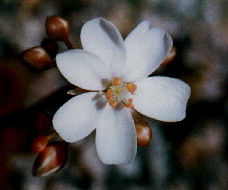 Fiche : Drosera erythrorhiza subsp. squamosa D_erysq2