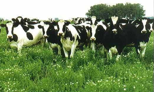 Spam para vacas ^^ - Página 12 Vacas