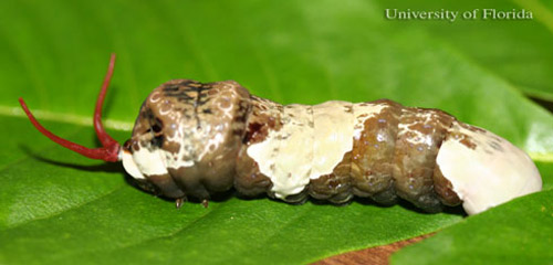 Giant Tree Grub Papilio_cresphontes23