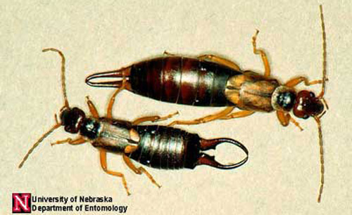 Bộ sưu tập Côn trùng - Page 6 European_earwig01