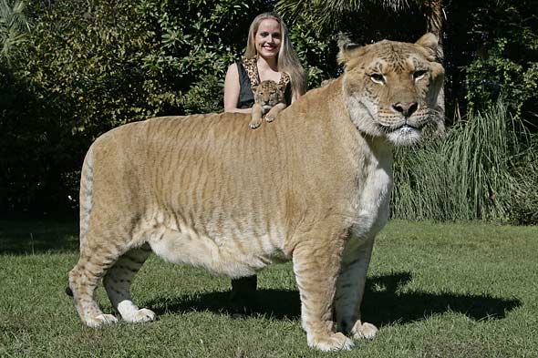 Animais "Bizarros" Aries-liger-cub-hercules-picture