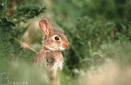 Tutoriel différent combat et chasse Lapin_garenne-