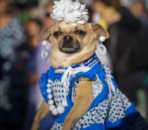 MI TIERRA, MI SEVILLA, MI FERIA DE ABRIL.. 1398536240_305799_1398596832_noticia_normal