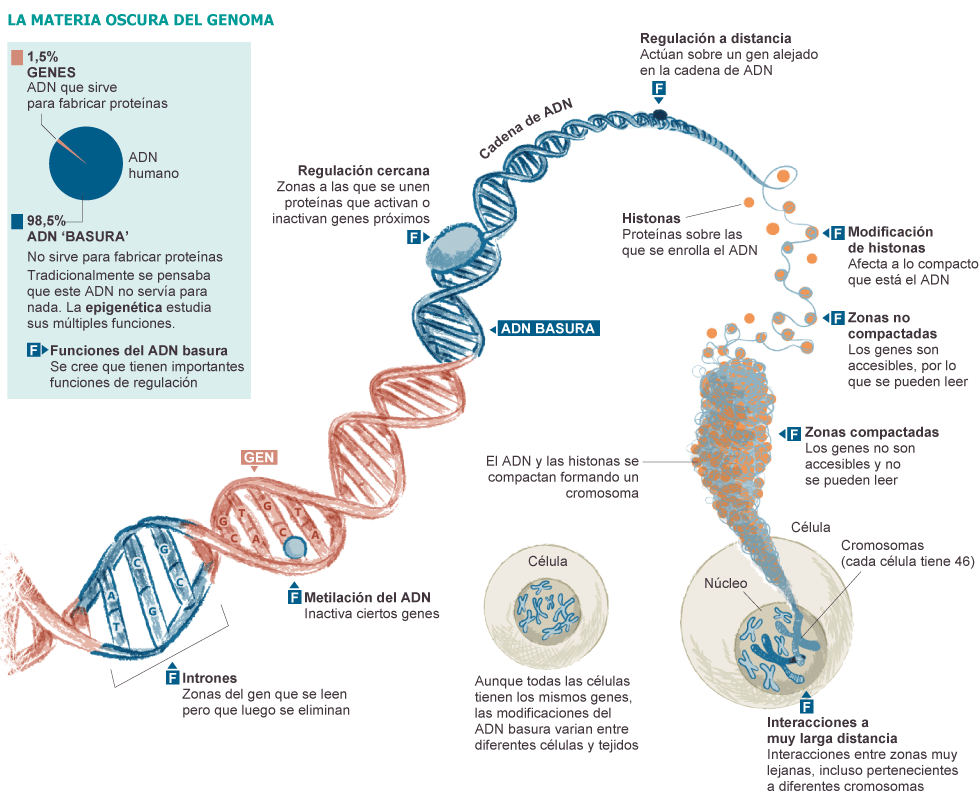 Un macroestudio internacional descubre que un 95% de la información genética tiene utilidad, y no solo el 1,5% que se pensaba 1346866919_254591_1346873390_sumario_grande