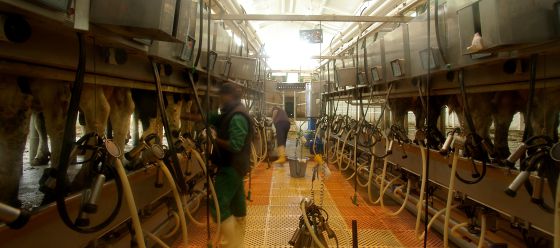 leche - ¿De quién es la leche?. Oligopolio lácteo. Informe OCU. - Página 2 1407426189_737261_1407426623_noticia_normal