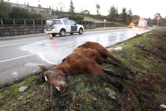 Si atropellas un jabalí, tu seras el culpable 1391884137_668312_1391884793_noticia_normal