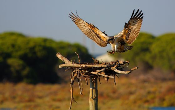 Flora y Fauna - Página 13 1342533488_820136_1342533621_noticia_normal