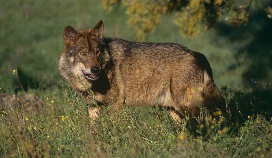 El lobo ibérico en España 1349877689_154340_1349879183_noticia_normal