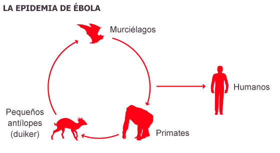 Vuelve el ébola, el virus más mortal del planeta - Página 3 1407227683_136407_1407320145_sumario_normal