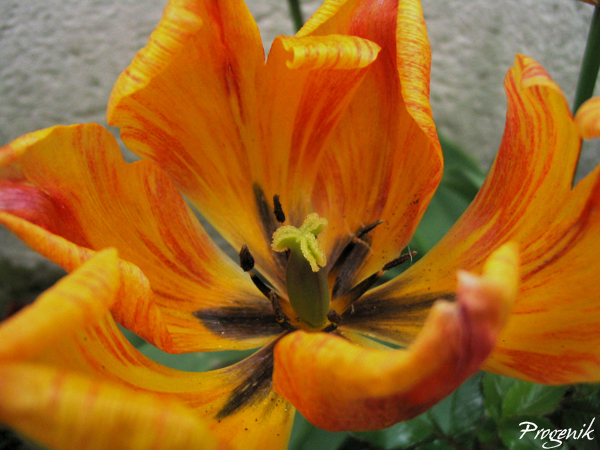 [Galerie Fleurs] Progenik Tulipeorangeretouch