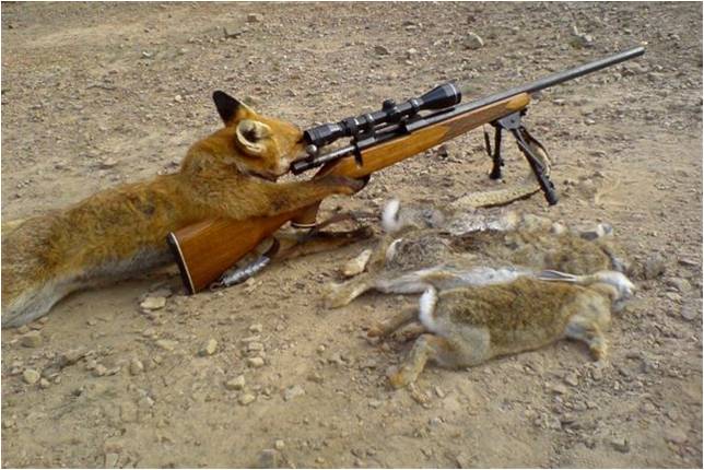 Imagini haioase & Videoclipuri Zorro-cazando-conejos