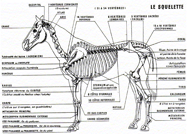 Nello : fourmilière / décollement de paroi - Page 16 Squelette