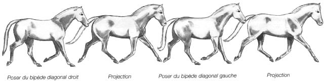 Morphologie-Anatomie-Allures Trot