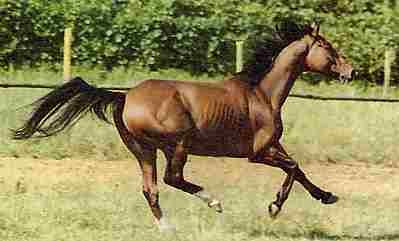 Déposer son cheval pour la nuit Galop_temps1